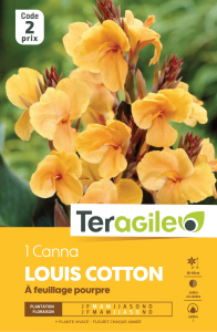 Canna louis cotton - Teragile - X1