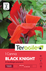 Canna black knight - Teragile - X1