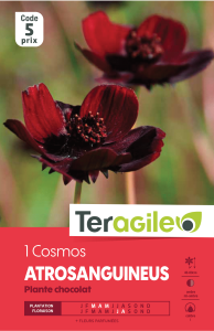 Cosmos atrosanguineus - Teragile - X1