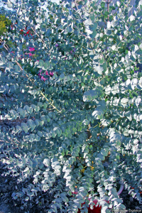 Eucalyptus gunnii azura - Contenant d e4 litres