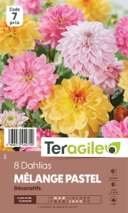 Dalhia en mélange pastel - Teragile - X8