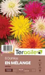 Dahlia cactus - Variés - Teragile - X8