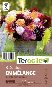 Dahlia pour la fleur coupée - X8 - Teragile