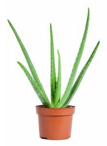 Aloe vera - Pot de 12 cm