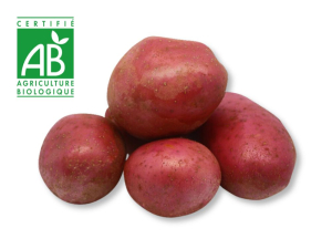 Pomme de terre Alouette BIO - plants