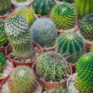 Cactus d'intérieur