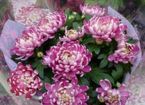 Chrysanthème grosses fleurs - Diverses tailles et couleurs