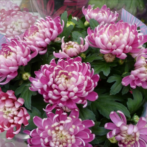 Chrysanthème grosses fleurs - Diverses tailles et couleurs
