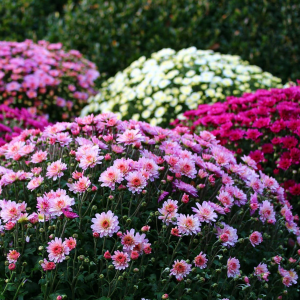Chrysanthème à petites fleurs - Diverses tailles et couleurs