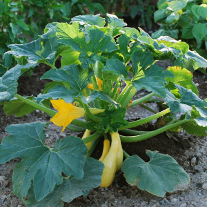 Courge - Plants