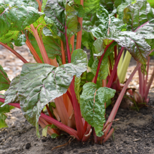 Rhubarbe - Plants