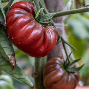 Tomate Noire de Crimée - Plants