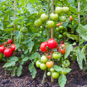 Tomate - Plants