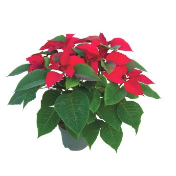 Poinsettia rouge - Hauteur de 50 cm - Pot de 14 cm