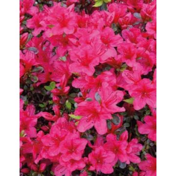 Azalée japonaise - 25/30 cm - Contenantde 3 litres