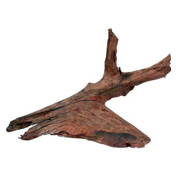 Racine de mangrove - Taille L - 40/60 cm