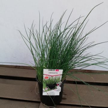 Ciboulette - Pot de 1 litre