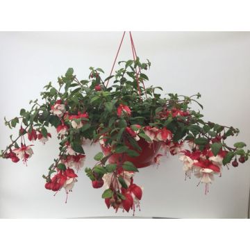 Fuchsia - Suspension de 27 cm