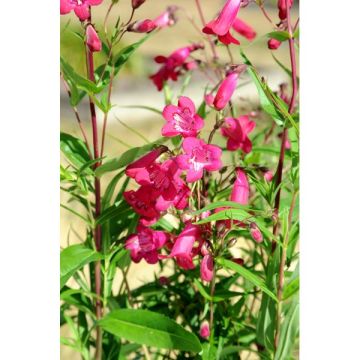 Penstemon - Pot de 2 litres