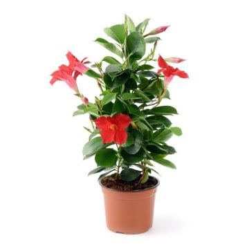 Dipladenia - Pot de 1 litre