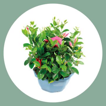 Dipladenia - Coupe de 27 cm
