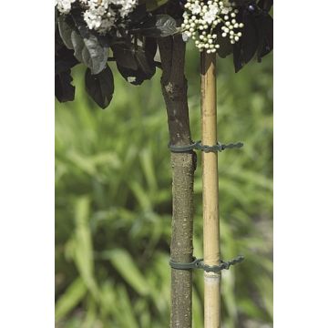 Lien en plastique x40 - Nortene - 17 cm