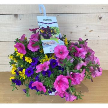Plantes mixtes - Suspension de 27 cm