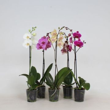 Orchidée phalaenopsis - 1 hampe - Pot de   12 cm