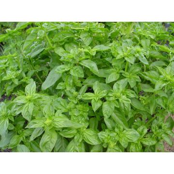 Basilic grand vert - Pot de 2 litres