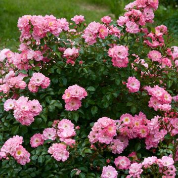 Rosier petites fleurs - Variété au choix- Pot de 4 litres - Teragile