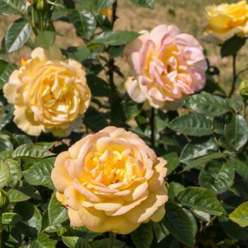Rosier grosses fleurs - Variété au choix- Pot de 4 litres - Teragile
