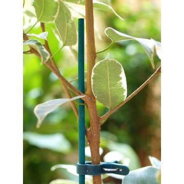 Tuteurs splits bambou x25 - Nortene - 60 cm