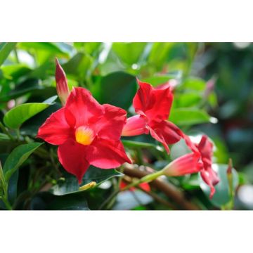 Dipladenia - Jardinière de 40 cm