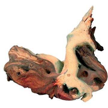 Racine de Maupani - Taille S