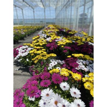 Osteospermum - Potée de 4,6 litres
