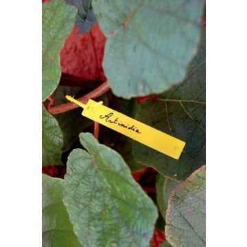 Étiquettes à suspendre + feutre Tree Label - Nortene - x40