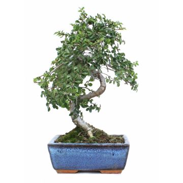 Bonsaï 6 ans - 15 cm