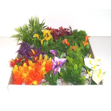 Minis plantes feuillages et coloris variés - Labéo 