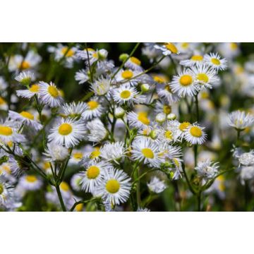 Erigeron - Pot de 0,5 litre