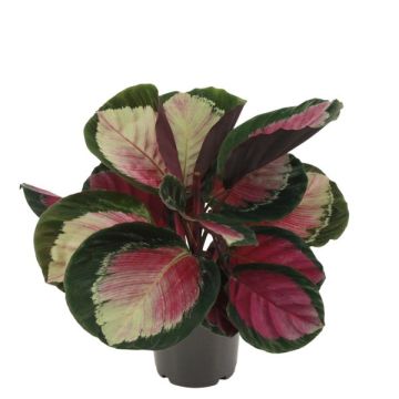 Calathea Rosepicta Mix- Pot 14 cm