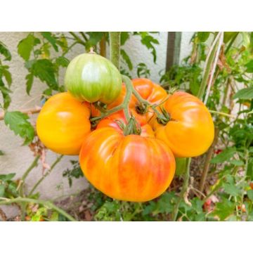 Tomate ananas greffé - Pot de 1 litre