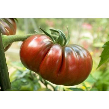 Tomate russe noire - Greffée - Contenant  de 01,5 litre