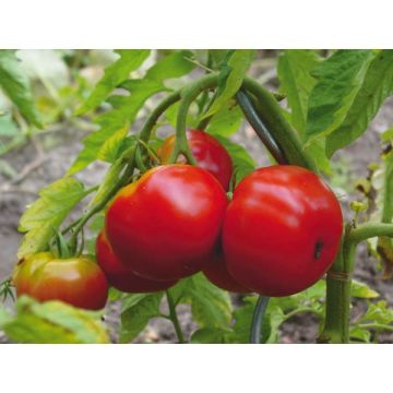 Tomate Corazon greffée - Pot de 1 litre