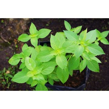 Basilic citron - Contenant de 2,5 litres