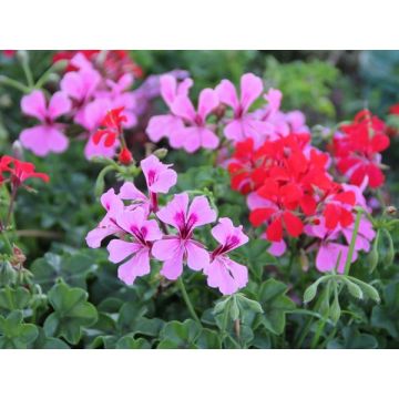 Geranium calliope - Contenant de 4,5 lit res