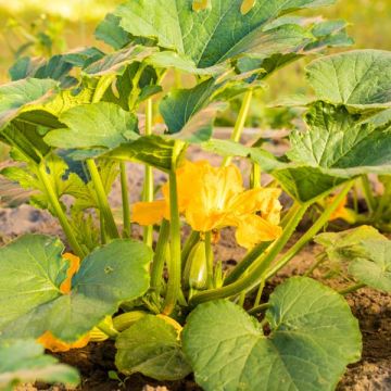 Courgette Astia - Contenant de 1 litre