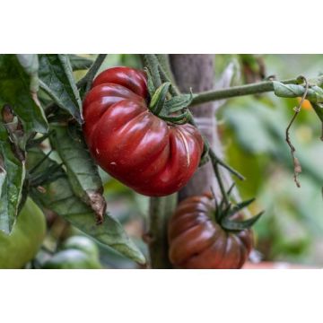 Tomate noire de crimée - Greffée - Conte nant de 1 litre