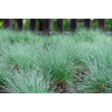Fétuque - Pot de 0,5 litre