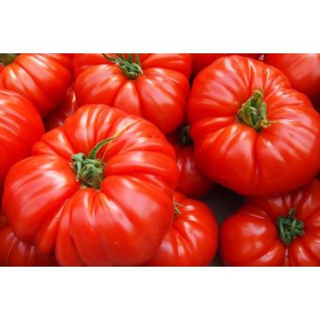 Tomate Cœur de Boeuf greffé - Pot de 1 litre