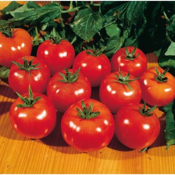 Tomate Montfavet greffée - Pot de 1 litre